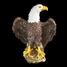 Mr. Eagle Mr. Eagle